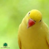 redana